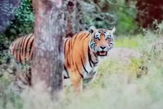 Sariska Tiger Reserve Latest News,  Sariska Tiger Reserve