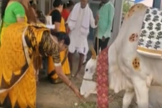 seemantham performed to a cow