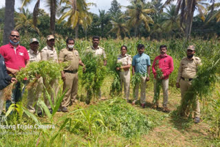 Detention of marijuana in Chitradurga