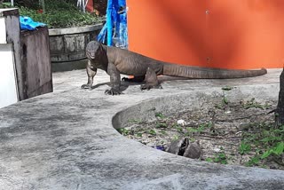 bengal-monitor-found-near-kaapu-beach