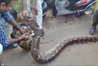 Python rescued in Kodagu