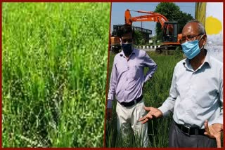 earrings-did-not-come-in-the-farmers-paddy-crop-in-ranipokhari