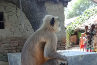 pratapgarh monkey viral video