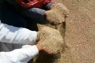 purchase of millet started in punhana grain market