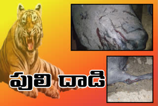 tiger attacked cattle animals at turkapalli forest area in mancherial district