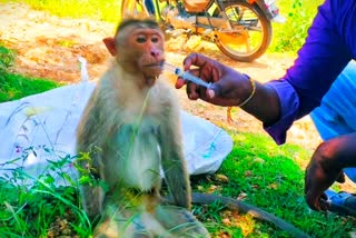 குரங்கை மீட்ட இளைஞர்கள்