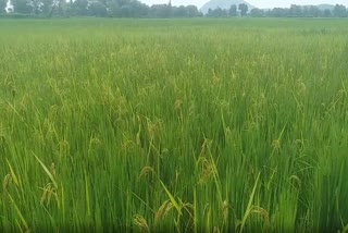 fraud in rice seed at khadial block