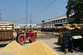 crops from other states started coming in pratap nagar grain market of yamunanagr