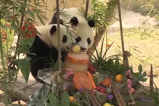 Panda's Birthday celebrations at the Shanghai Zoo park in China