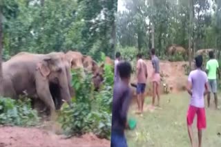 40 Wild Elephants rampage in Several villages at Bankura in West Bengal