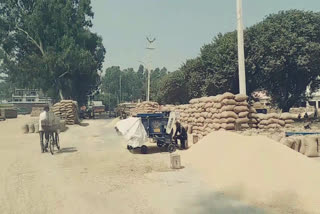 paddy procurement start in yamunanagar from today