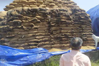 Principal Secretary arrived to inspect the cereals getting spoiled in the open