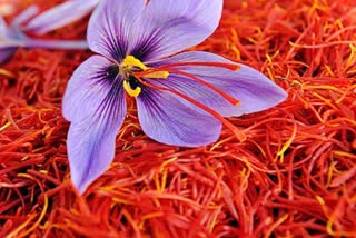 Valley Of  Saffron