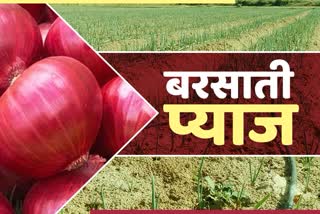 onion farming in nuh district