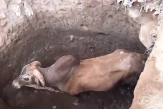 locals rescued the bull that fell into the pit