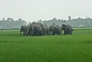 Wild elephant terror in Gossaigaon of Kokrajhar district