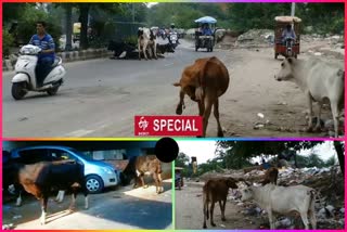 Passengers facing problems due to stray animals in Delhi pankha road