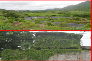 roads have became greenary in guntur