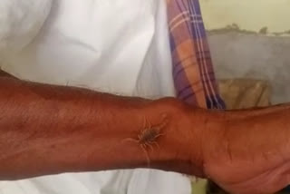 A farmer playing with scorpions