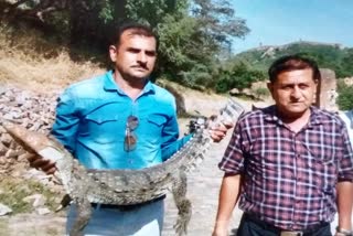 crocodile in jaigarh fort,  jaigarh fort