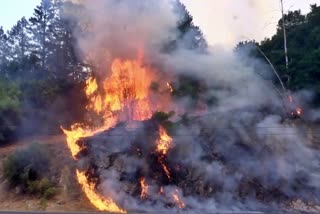 California forest fire