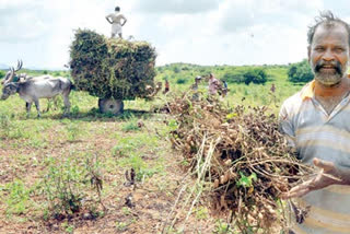 Peanut crop  damaged at anantapur district