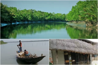 പശ്ചിമ ബംഗാളിലെ സുന്ദർബൻ കാടുകളിലെ കടുവാക്രമണങ്ങൾ വർധിക്കുന്നു  പശ്ചിമ ബംഗാളിലെ സുന്ദർബൻ കാടുകളിലെ കടുവാക്രമണങ്ങൾ  സുന്ദർബൻ കാടുകളിലെ കടുവാക്രമണങ്ങൾ  സുന്ദർബനിന് സമീപത്ത് വിധവകളുടെ എണ്ണം വർധിക്കുന്നു  Tiger attacks rise in the Sundarbans forests West Bengal  Tiger attacks raise in sundarban  sundarban Tiger attacks