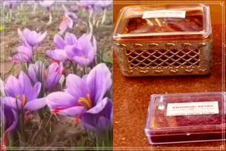 SPECIAL STORY ABOUT PAMPORE SAFFRON IN KASHMIR