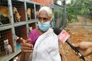 70-year-old woman foster cares more than 40 street dogs with her meagre resources