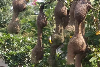 Raichur: The birds nest are attracting bird lovers towards it