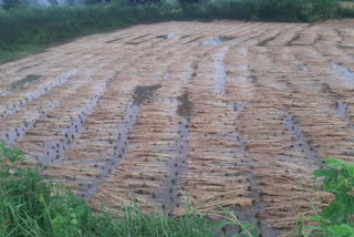 damage the standing crops due to return rain in palghar district