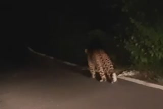 Leopard found in near chhatri lake in amravati maharashtra