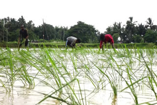 STUDENTS RICE FARMING  PALAKKAD  RICE FARMING  നെൽ കൃഷി ഏറ്റെടുത്ത് കുട്ടികൂട്ടം  നെൽ കൃഷി  വിദ്യാർഥികളുടെ ഞാറ് നടീൽ