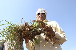 farmers are worried due to heavy rains in jalgaon