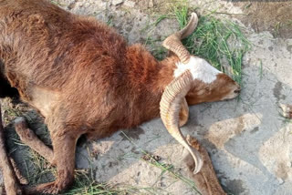 Sheep death in Raichur