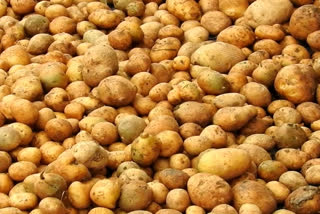 Farmers happy with increasing potato yields!