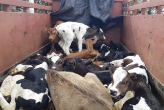 Protection of cows transported illegally