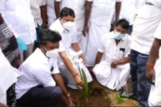 Cuddalore, mc sampath, palm, tree, TN Industrial Minister MC Sampath inaugurated 1Lkhs Palm Tree planting scheme! MC Sampath inaugurated 1Lkhs Palm Tree planting ஒரு லட்சம் பனை விதை விதைப்பு அமைச்சர் எம்.சி. சம்பத் தொடங்கிய பதை விதைப்பு கடலூரில் ஒரு லட்சம் பனை விதைப்பு