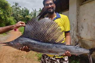 a unique fish found in  ankola