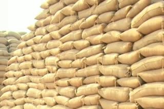 quintals-of-paddy-kept-in-storage-center-rotted-in-raigarh