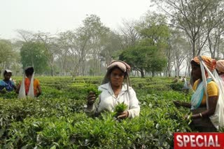 tea-workers-bonus