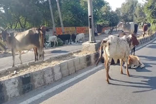 Stray animals gathered on main road in Chhatarpur area