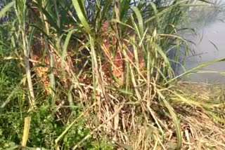 sugarcane caught fire