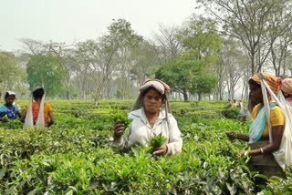 tea workers bonus