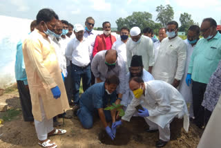 teak plant  plantation program in giridih