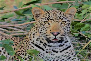 leopard attack haldwani nainital news