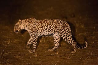 Leopard terror in Mussoorie