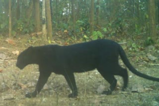 sindhudurg forest