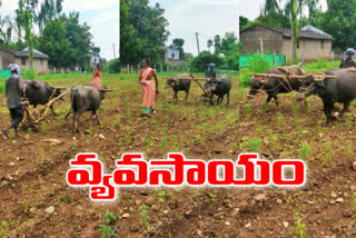 poor farming with the help of dairy buffaloes in khammam district