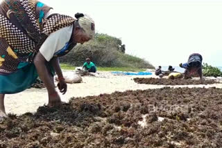 Daughter of the Sea  കടലിന്‍റെ പെൺമക്കൾ  കടൽപുറ്റുകൾ  കടൽപുറ്റ് ശേഖരണം  കടല്‍പുറ്റ് വാരി സ്‌ത്രീകൾ  രാമനാഥപുരം കടൽപുറ്റുകൾ  collecting seaweed rameswaram  collecting seaweed tamilnadu